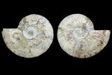 Agatized Ammonite Fossil - Agatized #144109-1